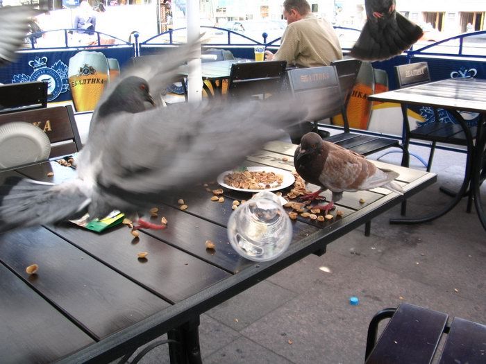 Голуби воруют орешки со стола в летнем кафе.