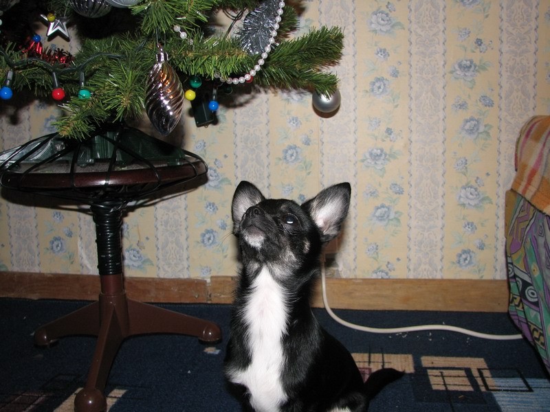 gal/vadik/2007_12_22/IMG_4054.JPG