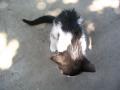 gal/wallpapers/animals/_thb_animals-0014.jpg