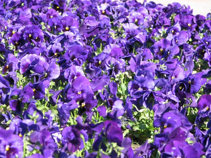gal/wallpapers/flowers/IMG_0875.JPG