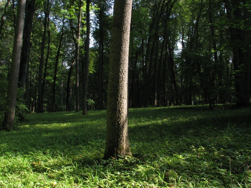 gal/wallpapers/orel/spasskoe/IMG_7669.JPG